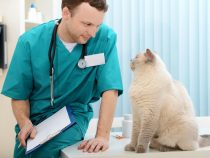 La stérilisation : une question épineuse pour les amoureux des chats