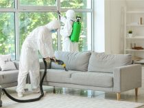 Désinsectisation : comment choisir le bon prestataire pour un service efficace ?