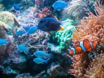 Comment se déroule la fabrication d’un aquarium sur mesure : Guide complet