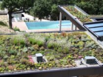 Traitement des nuisibles et parasites dans les toitures végétalisées : une priorité essentielle