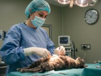 Pourquoi la stérilisation des chats est essentielle pour leur santé ?