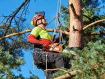 Élagage : entretenez vos arbres avec un service sécurisé et professionnel