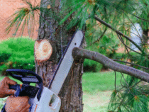 Élagage d’arbres : conseils pour un jardin sain et esthétique