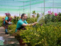 Entretien de jardin : astuces pour un espace vert impeccable