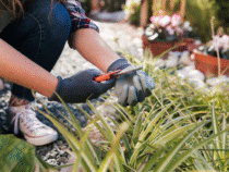 Entretien de jardin : un service complet pour des espaces verts toujours impeccables