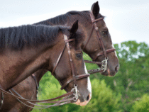 -Attelage de chevaux : location pour mariages et événements spéciaux