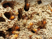 -Contrôle parasitaire : un diagnostic complet pour votre bien immobilier