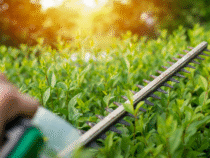 -Pourquoi confier la taille de vos haies à un professionnel ?