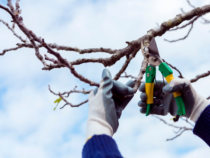 -Services d’élagage : garantir la santé et la sécurité de vos arbres