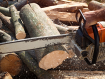 -Abattage d’arbres : réglementation et bonnes pratiques