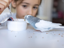 -Complément alimentaire pour oiseaux