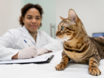 Prévention de l’obésité : peser son animal tous les mois