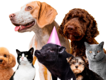 -Hôtel pet-friendly : voyagez sereinement avec votre animal