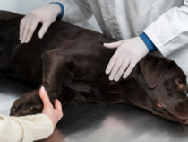 Ostéopathie vétérinaire : pour quels problèmes consulter