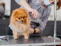 Premier rendez-vous au salon de toilettage : rassurer son chiot