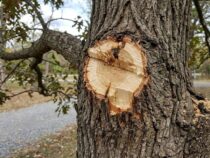 Taille des arbres : le danger des coupes trop proches du tronc
