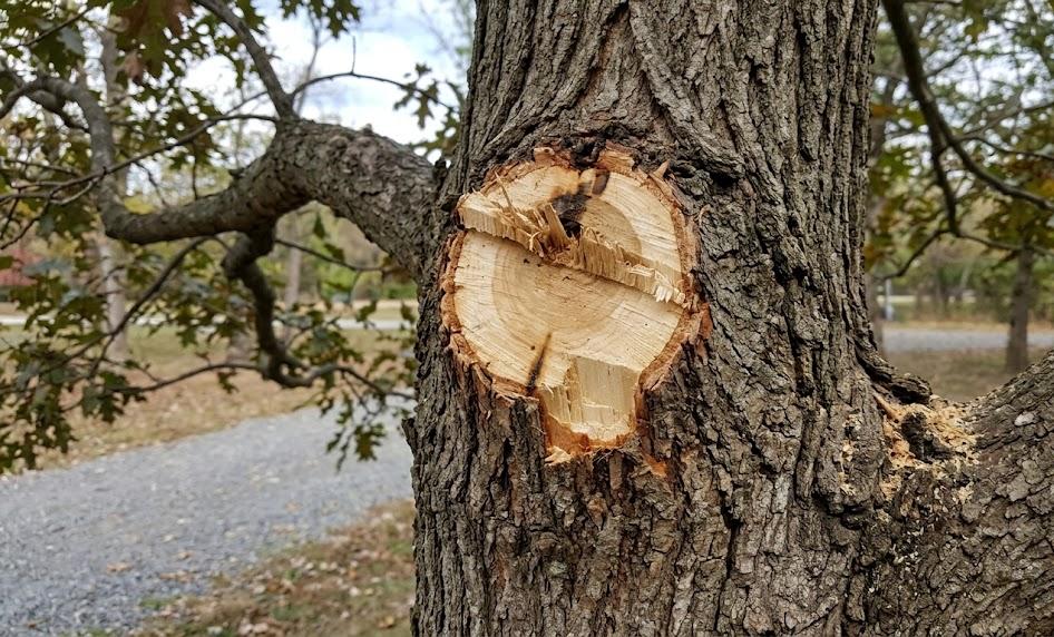 Danger des coupes trop proches du tronc
