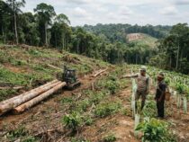 Déboisement : comment respecter la biodiversité ?